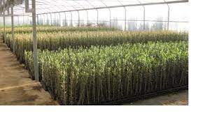 Serfiraz Arbequına Zeytin Fidanı 20'Li Paket-3