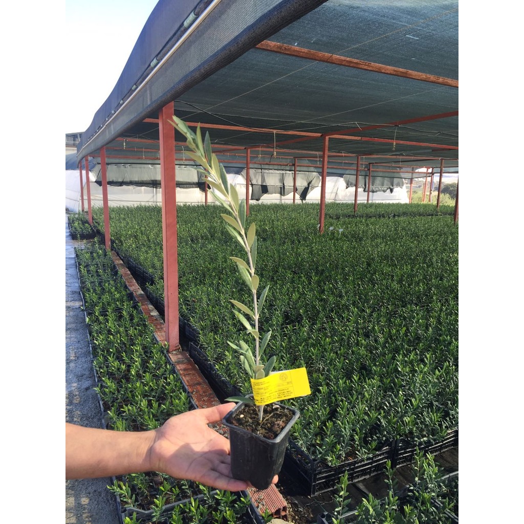 Serfiraz Arbequına Zeytin Fidanı 50'Li Paket-4